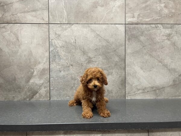 Miniature Poodle DOG Male Red 29636 Petland Frisco, Texas