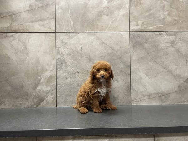 Miniature Poodle DOG Male Red 29637 Petland Frisco, Texas