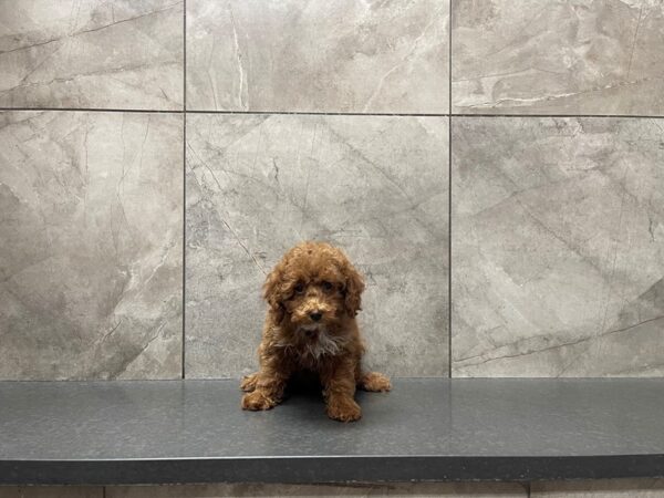 Miniature Poodle DOG Female Red 29634 Petland Frisco, Texas