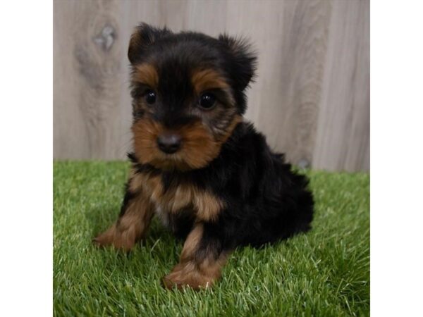 Yorkshire Terrier DOG Female Black / Tan 29672 Petland Frisco, Texas