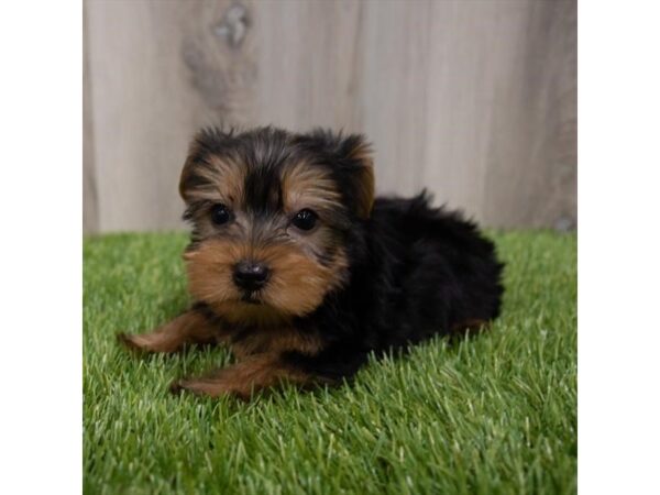 Yorkshire Terrier DOG Male Black / Tan 29673 Petland Frisco, Texas