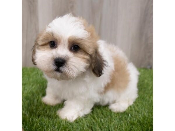 Teddy Bear-DOG-Female-Gold / White-29674-Petland Frisco, Texas