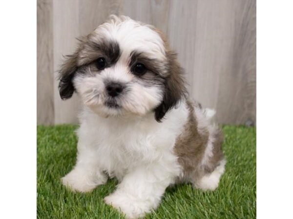 Teddy Bear-DOG-Male-Gold / White-29675-Petland Frisco & Mckinney, Texas