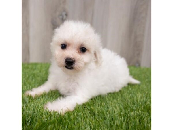 Bichon Frise DOG Female White 29660 Petland Frisco, Texas