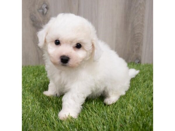 Bichon Frise-DOG-Male-White-29661-Petland Frisco & Mckinney, Texas