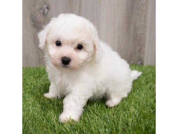 Bichon Frise DOG Male White 29661 Petland Frisco, Texas