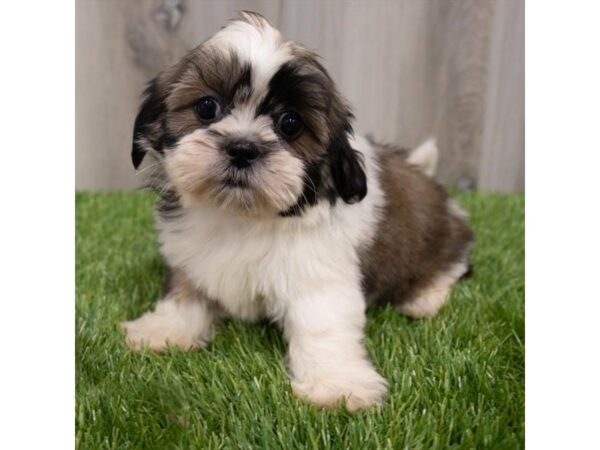 Shih Tzu-DOG-Female-Gold / White-29671-Petland Frisco, Texas