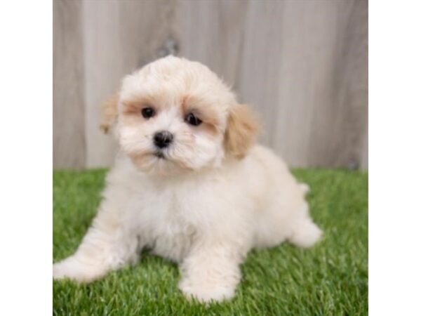 Maltipoo DOG Female Cream 29684 Petland Frisco, Texas