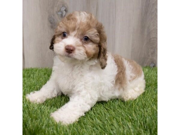 Cock A Poo-DOG-Female-Chocolate-29680-Petland Frisco & Mckinney, Texas