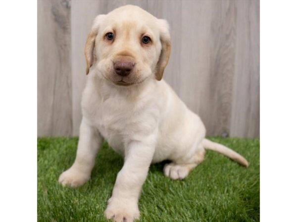 Labrador Retriever DOG Male Yellow 29662 Petland Frisco, Texas