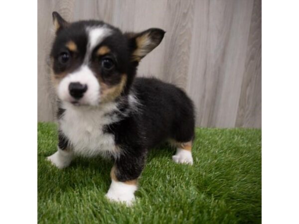 Pembroke Welsh Corgi DOG Female Black White / Tan 29666 Petland Frisco, Texas