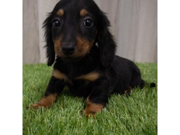 Miniature Dachshund DOG Male Black / Tan 29657 Petland Frisco, Texas