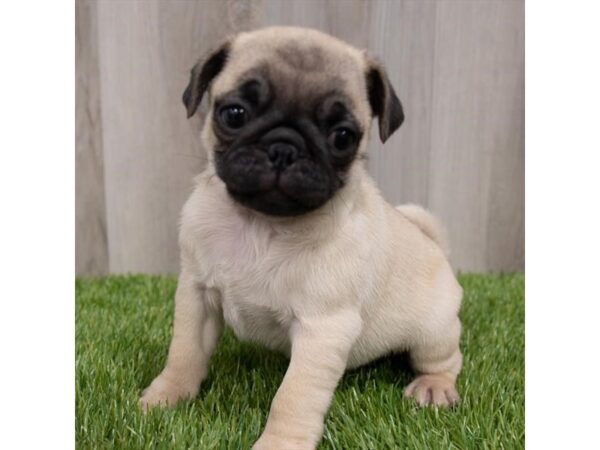 Pug DOG Male Fawn 29668 Petland Frisco, Texas