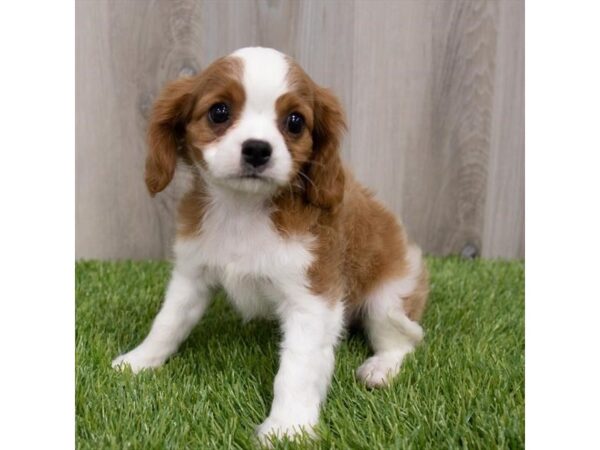 Cavalier King Charles Spaniel-DOG-Male-Blenheim-29655-Petland Frisco & Mckinney, Texas