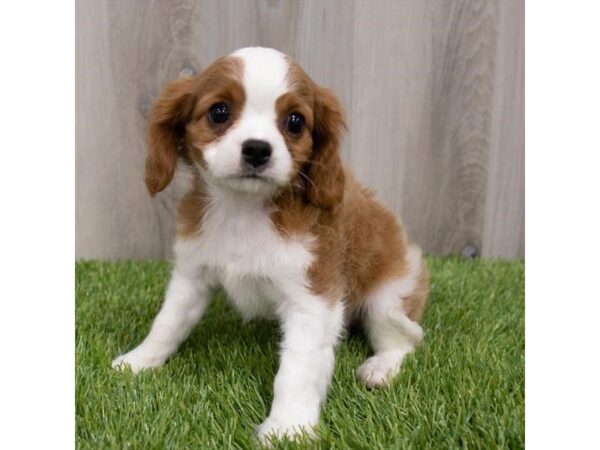 Cavalier King Charles Spaniel DOG Male Blenheim 29655 Petland Frisco, Texas