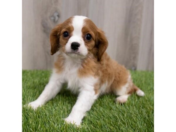 Cavalier King Charles Spaniel DOG Male Blenheim 29656 Petland Frisco, Texas