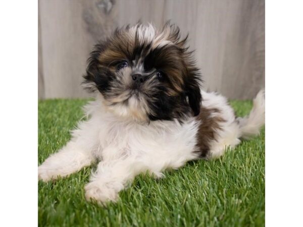 Shih Tzu-DOG-Female-Gold / White-29670-Petland Frisco & Mckinney, Texas