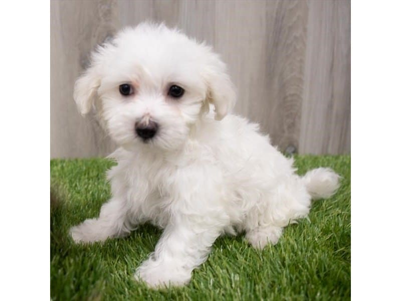 Maltese-DOG-Female-White-3573983-Petland Frisco, Texas