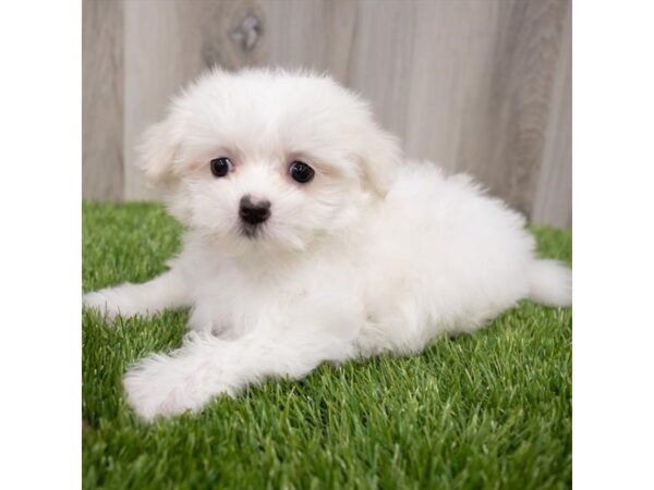 Maltese DOG Female White 29665 Petland Frisco, Texas