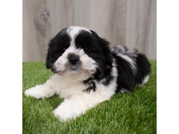 Lhasa Apso DOG Male Black / White 29663 Petland Frisco, Texas