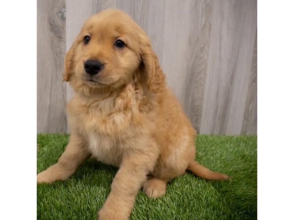 Golden Retriever DOG Female Golden 29658 Petland Frisco, Texas