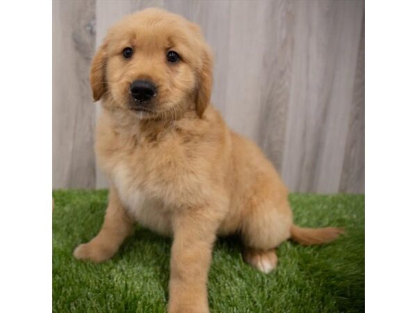 Golden Retriever-DOG-Male-Golden-29659-Petland Frisco & Mckinney, Texas