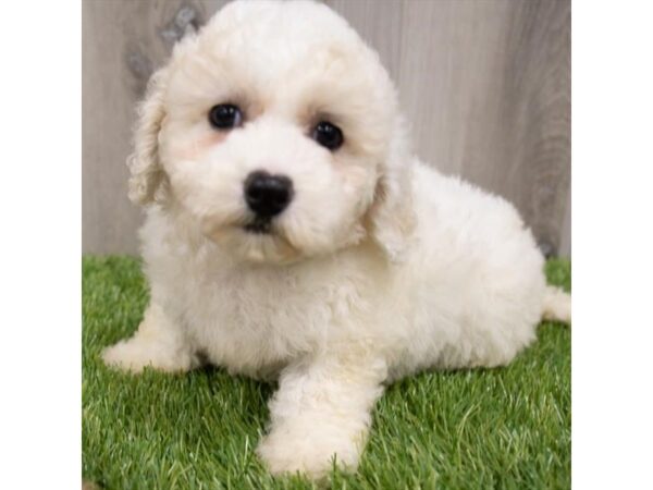 Maltipoo DOG Female White 29685 Petland Frisco, Texas