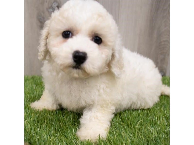 Maltipoo-DOG-Female-White-3573988-Petland Frisco, Texas