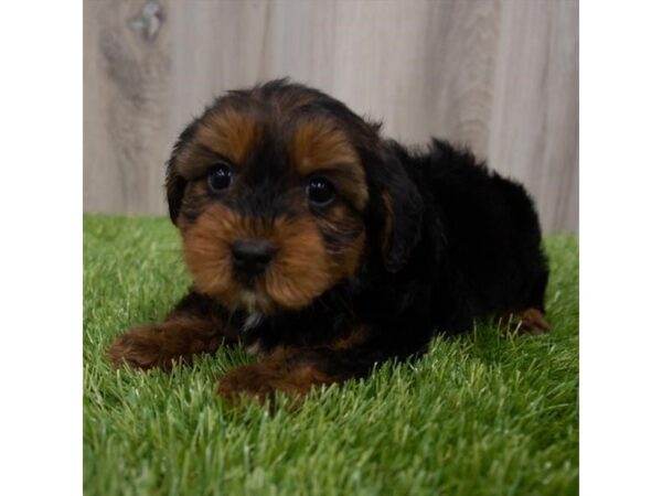 Yorkiepoo DOG Male Black / Tan 29654 Petland Frisco, Texas