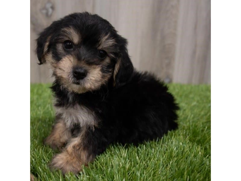 Morkie-DOG-Female-Black / Tan-3573993-Petland Frisco, Texas