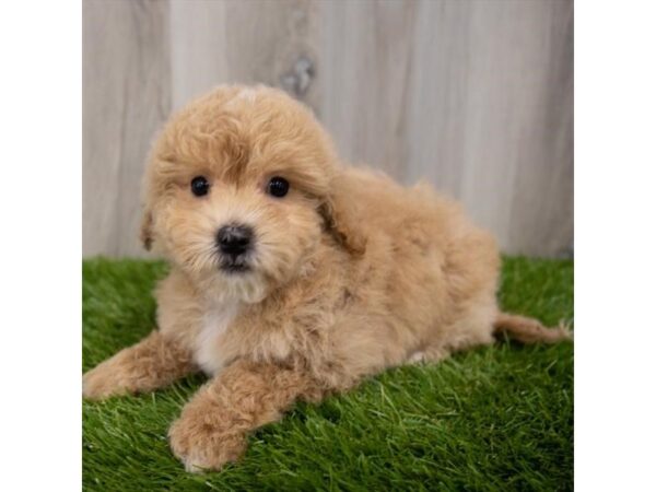 Maltipoo DOG Male Apricot 29683 Petland Frisco, Texas