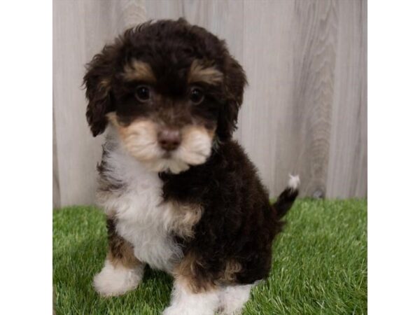 Havapoo-DOG-Female-Chocolate-29679-Petland Frisco & Mckinney, Texas