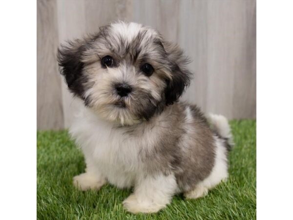 ShizaPoo-DOG-Male-Gold / White-29676-Petland Frisco & Mckinney, Texas