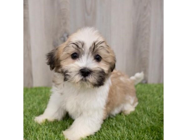 ShizaPoo DOG Male Gold / White 29677 Petland Frisco, Texas