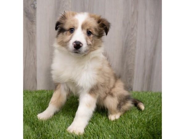 Shetland Sheepdog DOG Female Merle 29669 Petland Frisco, Texas