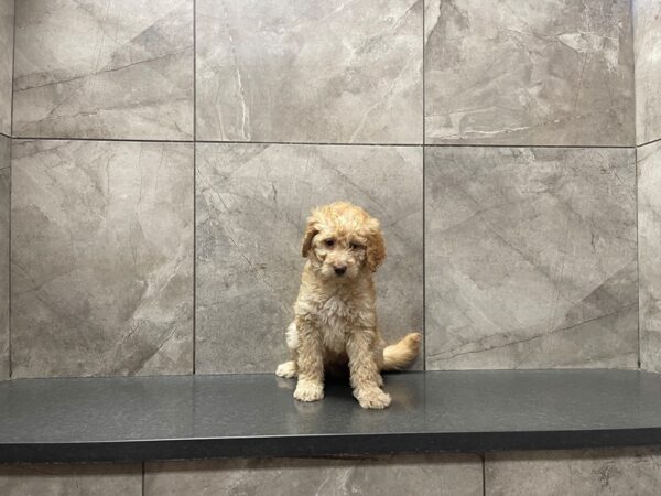 F2 MINI GOLDENDOODLE-DOG-Female-Red-29646-Petland Frisco & Mckinney, Texas