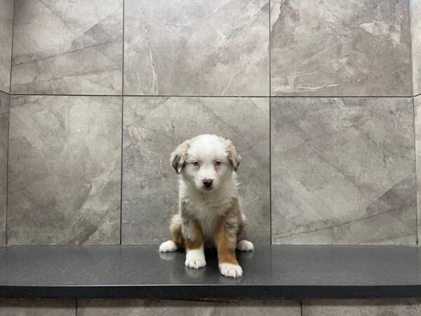 Australian Shepherd DOG Male Red Merle 29648 Petland Frisco, Texas