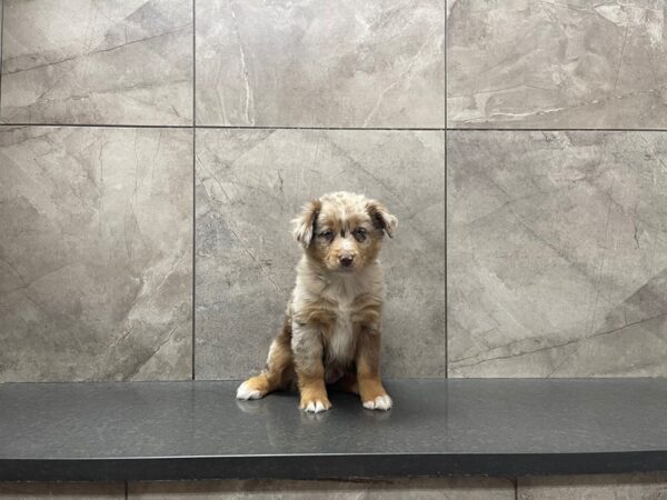 Australian Shepherd DOG Female Red Merle 29647 Petland Frisco, Texas