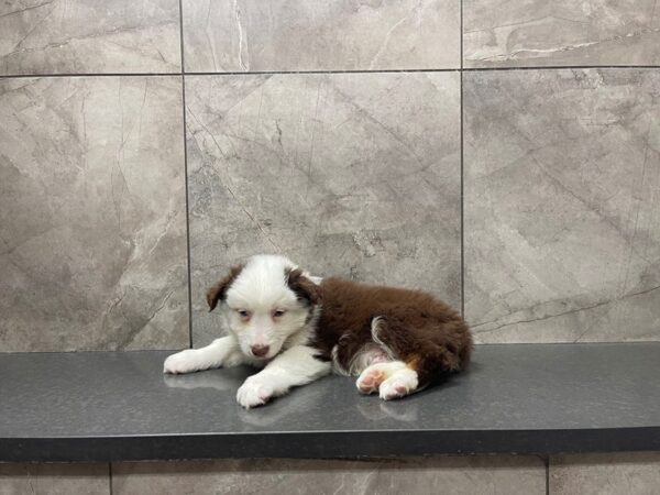 Australian Shepherd DOG Male Red Tri 29649 Petland Frisco, Texas