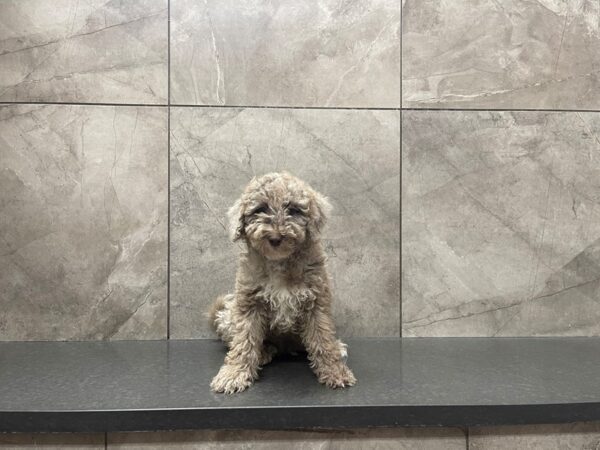 Goldendoodle-DOG-Male-Cream-29645-Petland Frisco & Mckinney, Texas