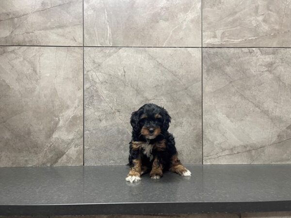 Bernadoodle-DOG-Female-BLK TRI-29652-Petland Frisco & Mckinney, Texas