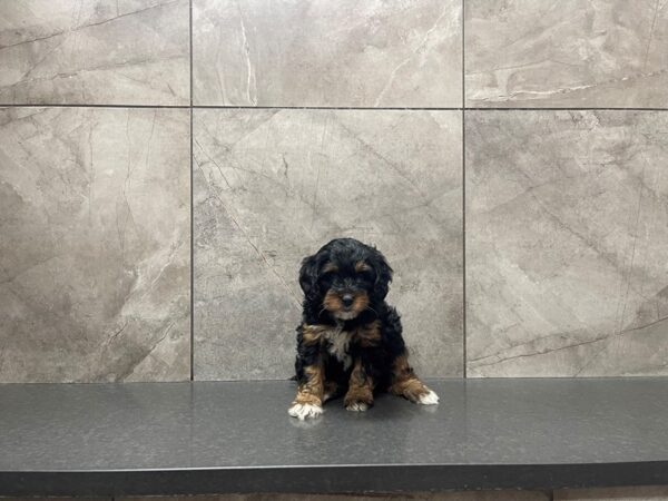 Bernadoodle-DOG-Female-BLK TRI-29652-Petland Frisco, Texas