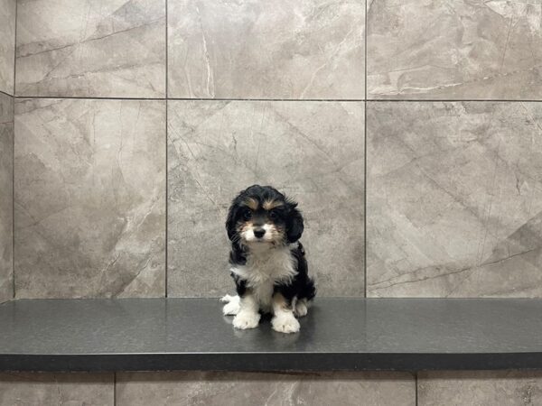 Cava Poo DOG Female tri 29653 Petland Frisco, Texas