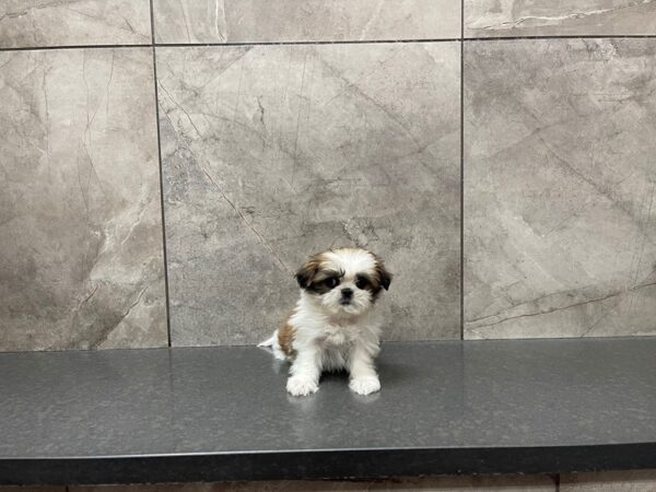 Shih Tzu-DOG-Female-BRN WH-29651-Petland Frisco, Texas