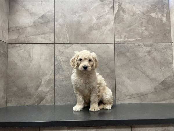 F2 MINI GOLDENDOODLE-DOG-Male-Brown-29650-Petland Frisco & Mckinney, Texas