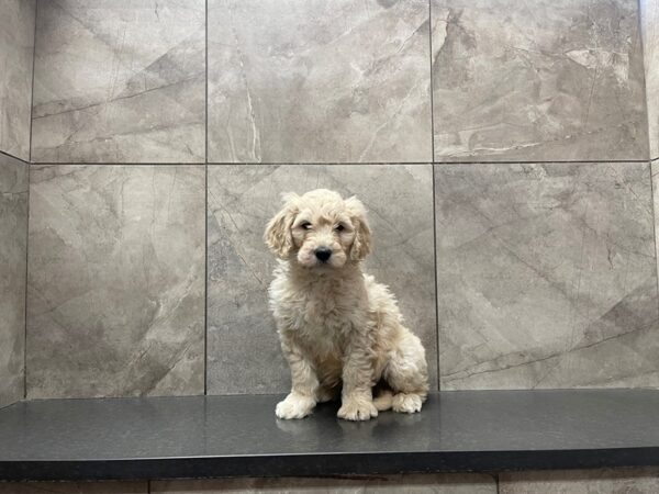 F2 MINI GOLDENDOODLE DOG Male Brown 29650 Petland Frisco, Texas