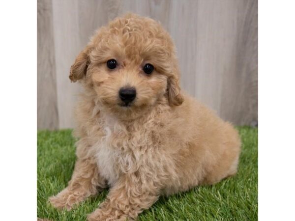 Maltipoo DOG Female Apricot 29730 Petland Frisco, Texas