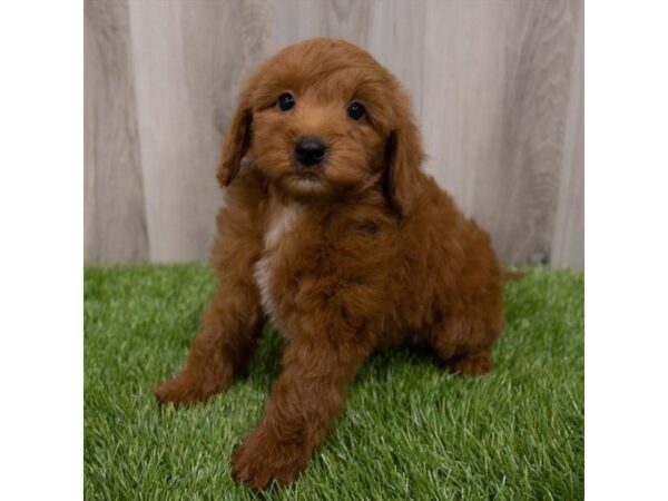 Goldendoodle Mini 2nd Gen-DOG-Female-Red-29727-Petland Frisco & Mckinney, Texas