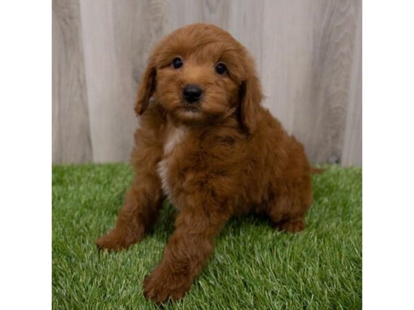 Goldendoodle Mini 2nd Gen-DOG-Female-Red-29727-Petland Frisco, Texas