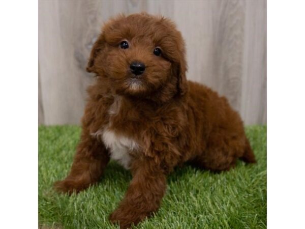 Goldendoodle Mini 2nd Gen DOG Male Red 29729 Petland Frisco, Texas